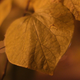 Illustration for article titled 7D vs. D300s ISO Test
